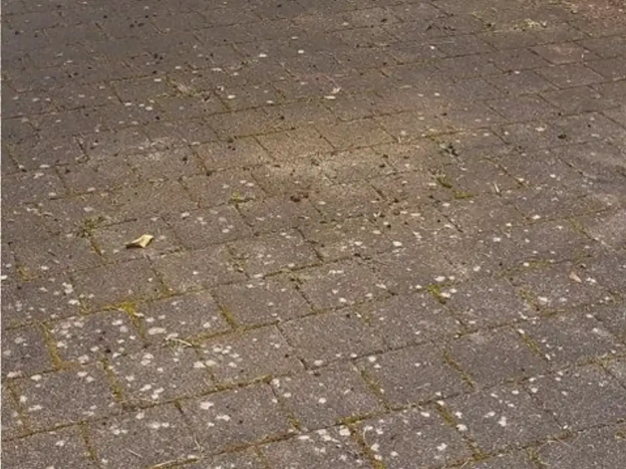 Vorher: Fläche aus grauem Rechteckpflaster, die Steine sind mit hellen Flechtenflecken übersät, in den Fugen steht grüner Bewuchs, vereinzelt liegt Laub