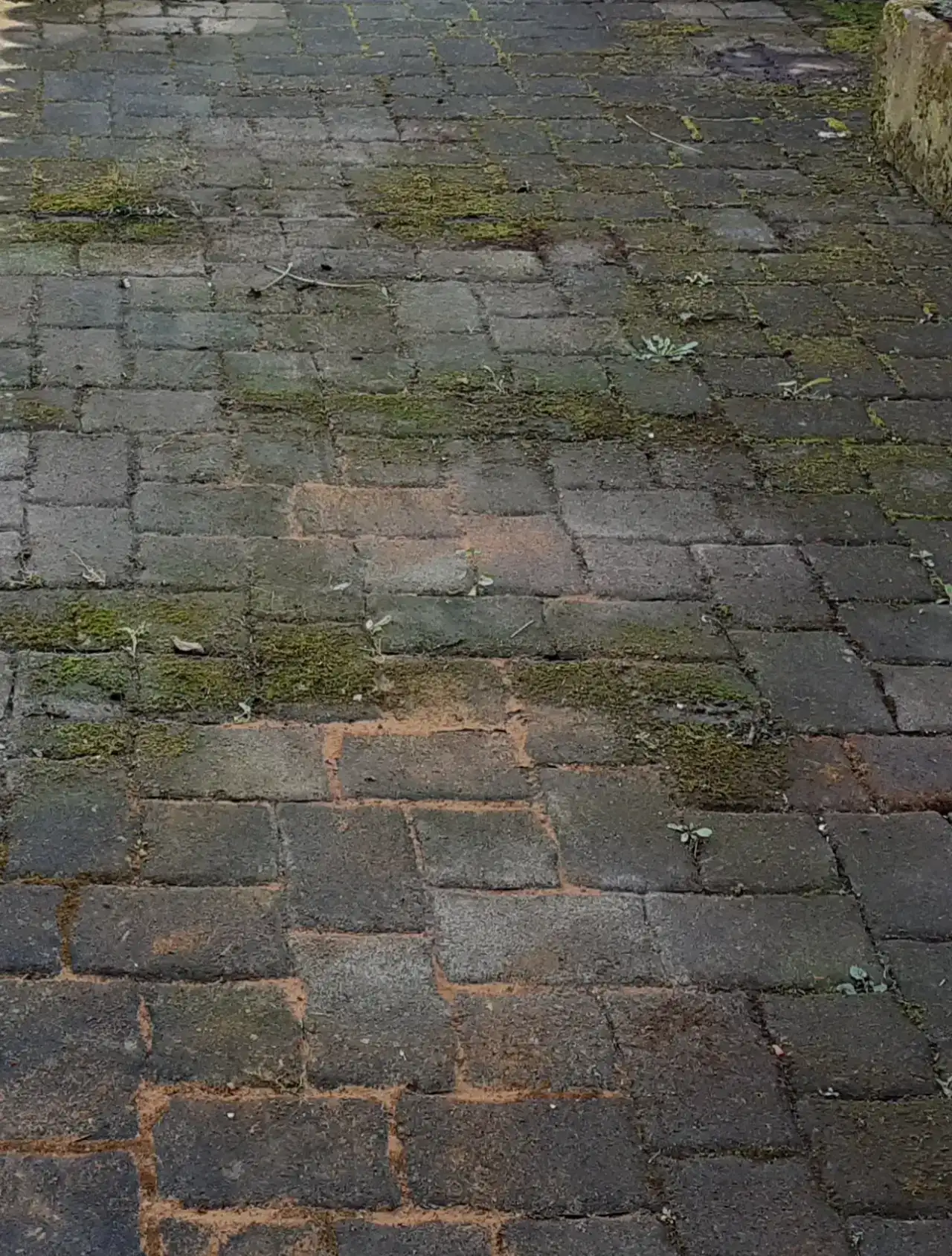 Kleinformatiges Betonpflaster mit dichtem Moos in allen Fugen und einem rotbraunen Fleck in der Fläche, rechts eine Mauerkante