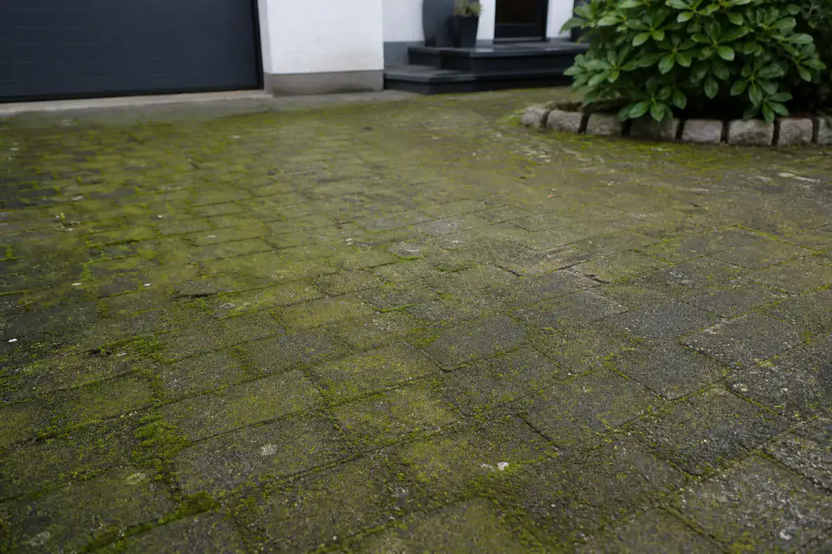 Einfahrt aus Betonpflaster, flächig mit grünem Moos bewachsen